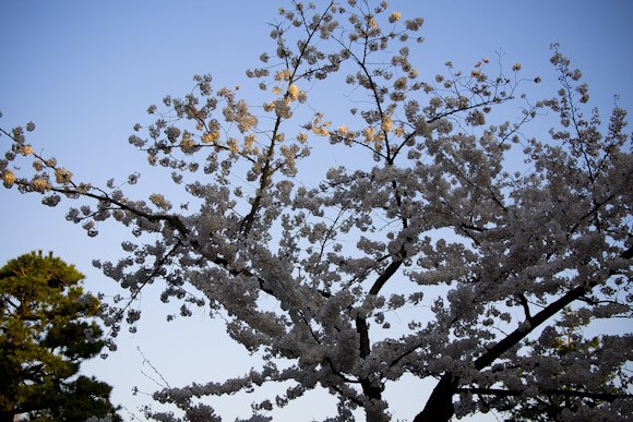 桜