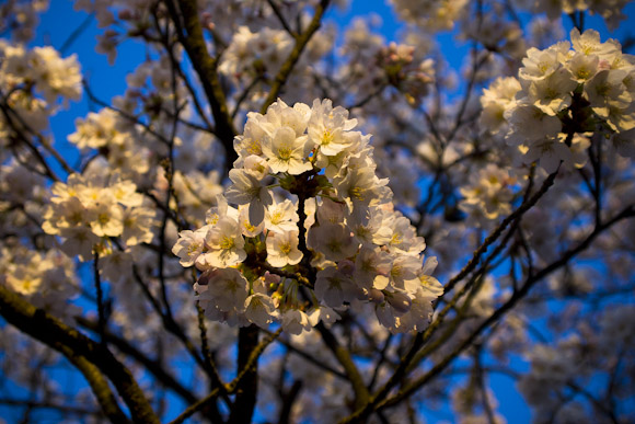 青い桜