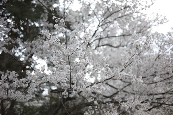 兼六園の桜