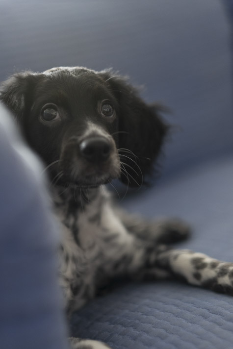 Brittany Spaniel puppy