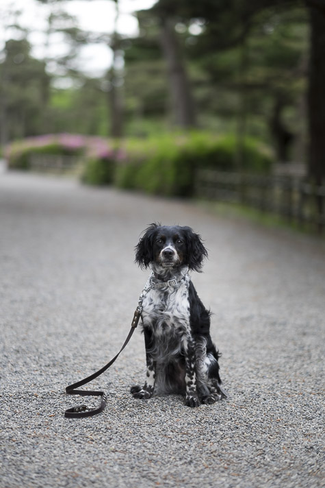 brittany Spaniel Mare Takahashi