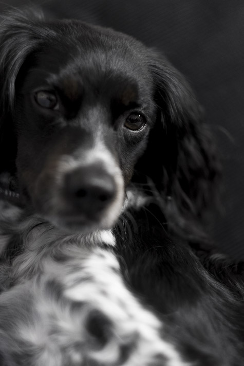 Brittany Spaniel Mare Takahashi